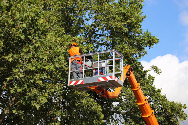 Best Tree Cabling and Bracing  in Garden City, NY