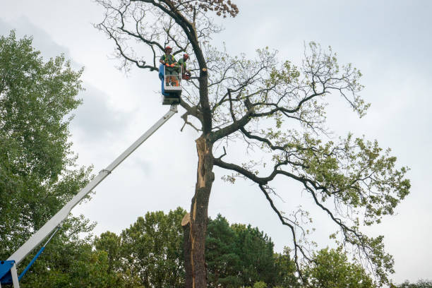 Best Tree Removal  in Garden City, NY