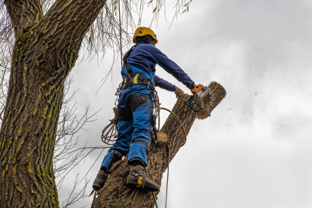 Best Hazardous Tree Removal  in Garden City, NY