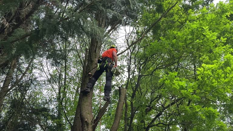 Best Tree Trimming and Pruning  in Garden City, NY