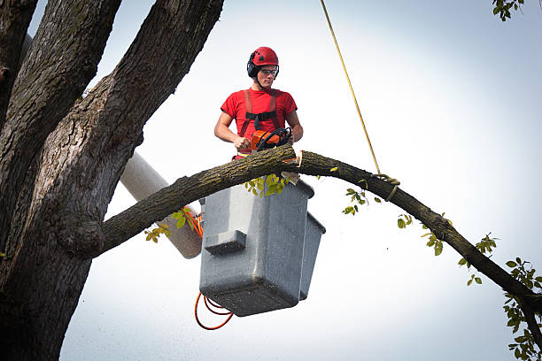 Best Storm Damage Tree Cleanup  in Garden City, NY