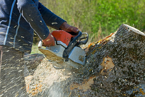 Best Aeration Services  in Garden City, NY