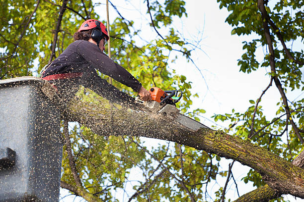 Best Lawn Renovation and Restoration  in Garden City, NY